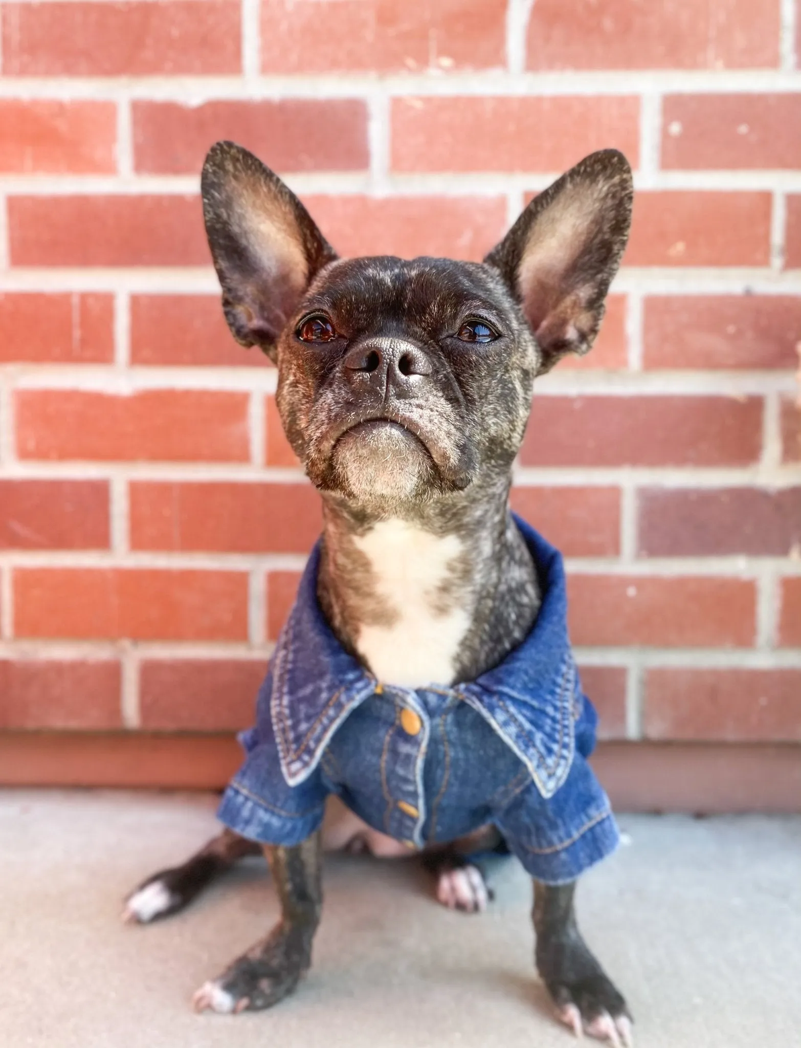 Posh Puppy Limited Edition Denim Jacket